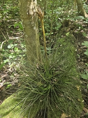 Tillandsia juncea