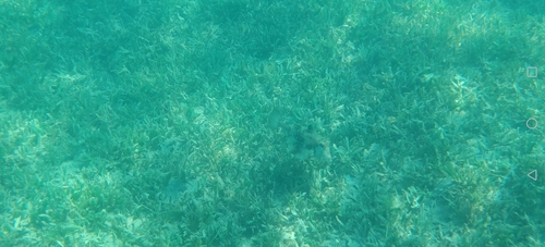 Tetrosomus gibbosus observed 2026-07-19