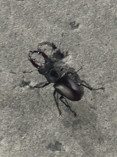 European Stag Beetle