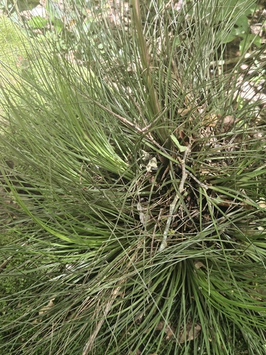 Tillandsia juncea, photograph 3