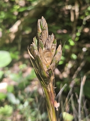 (c) Francisco Emilio Roldán Velasco, some rights reserved (CC BY) Tillandsia juncea, photograph (c) Francisco Emilio Roldán Velasco, some rights reserved (CC BY)