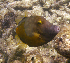Cantherhines macrocerus
