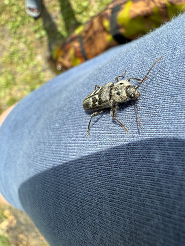 House Longhorn