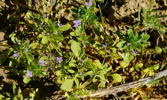 Pogogyne serpylloides