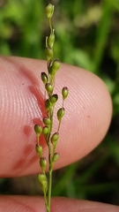 Dichanthelium aciculare