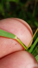 Dichanthelium aciculare