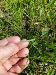 Dichanthelium aciculare