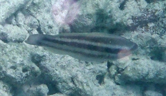Scarus taeniopterus
