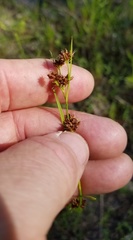 Rhynchospora harveyi