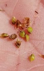 Rhynchospora harveyi