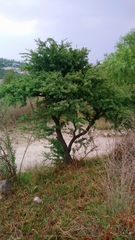 Vachellia schaffneri