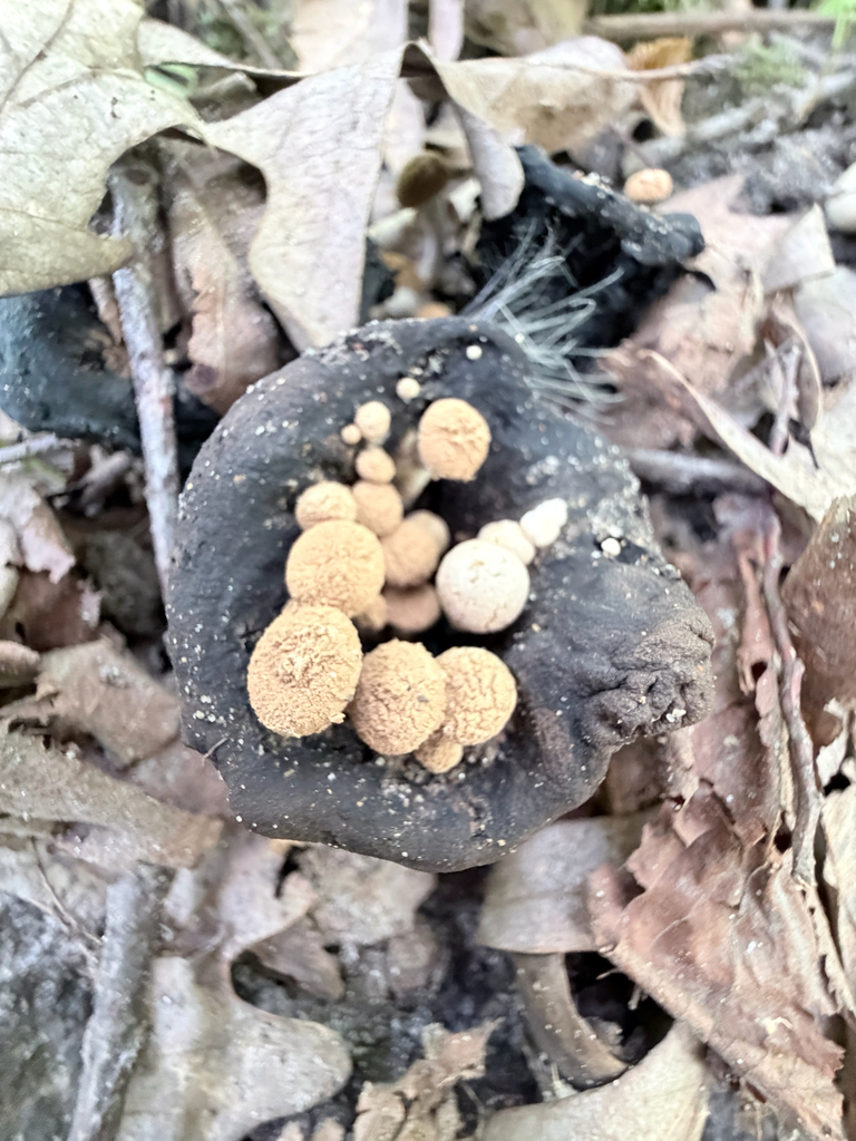 Powder Cap · July 2026 · photo: Photo: (c) Erica Tava Johnson, some rights reserved (CC BY) · iNaturalist
