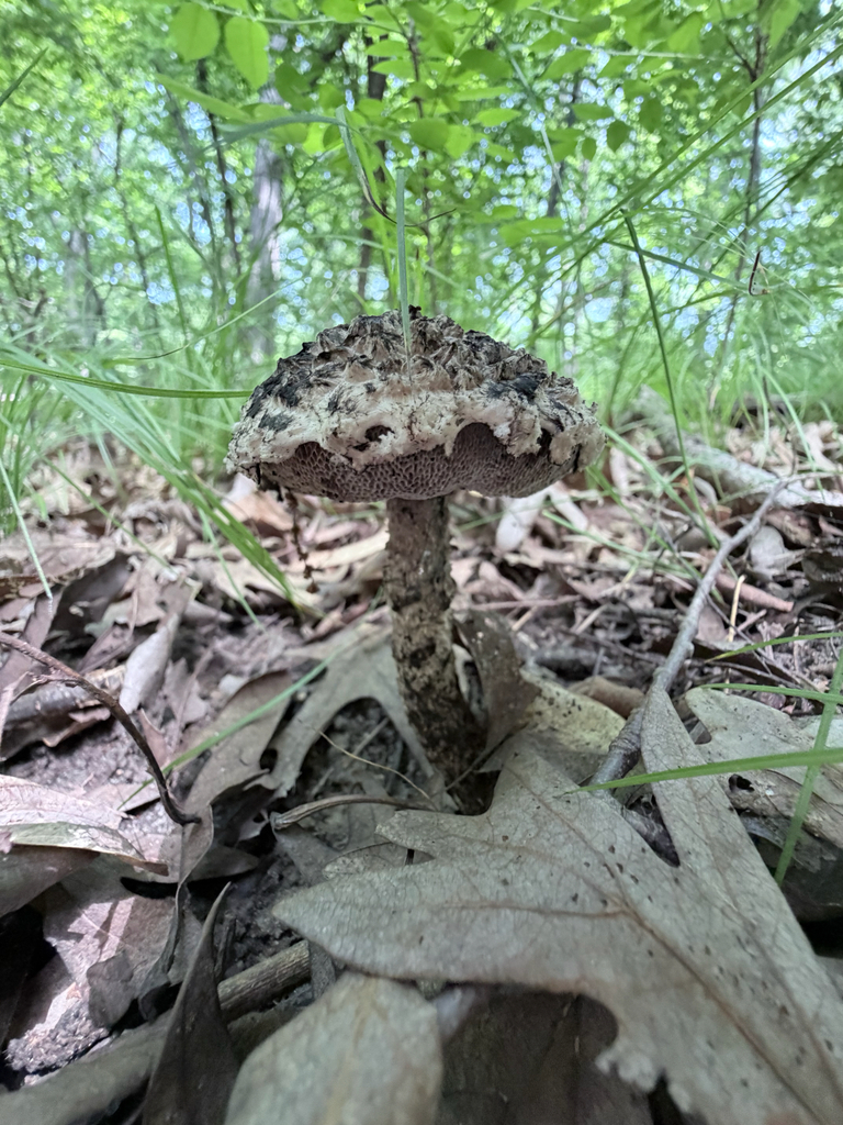 Old-man-of-the-woods · July 2026 · photo: Photo: (c) Erica Tava Johnson, some rights reserved (CC BY) · iNaturalist