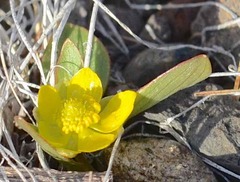 Ranunculus glaberrimus ellipticus