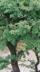 Vachellia schaffneri