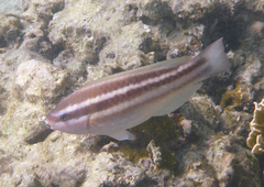 Scarus taeniopterus