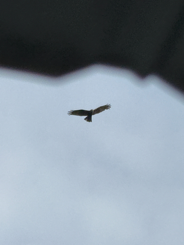 Western Marsh Harrier