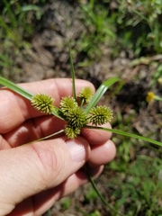Cyperus retrorsus
