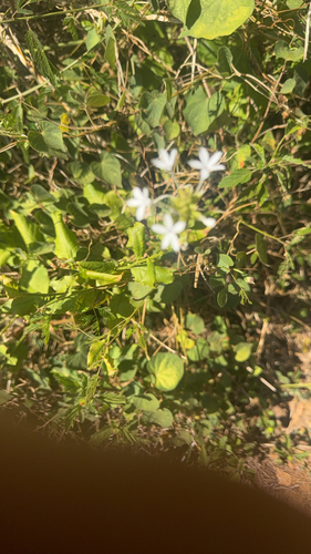 Plumbago zeylanica observed 2026-07-17