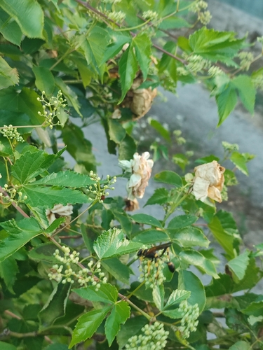 Sceliphron caementarium
