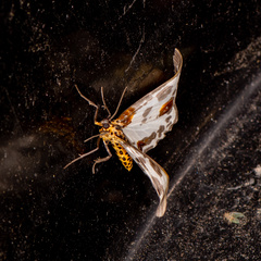 Abraxas amicula-illuminata