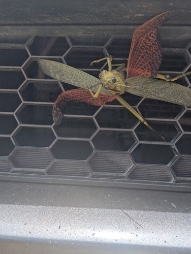 giant red-winged grasshopper
