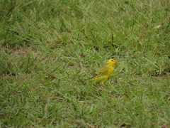 Sicalis columbiana
