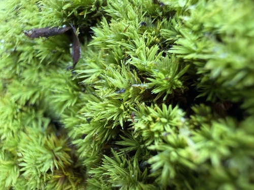 Macromitrium piliferum observed 2026-07-18