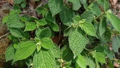 Boehmeria pilosiuscula