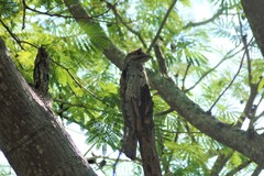 Nyctibius jamaicensis