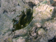 Acanthostracion polygonium