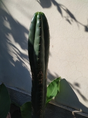 Trichocereus bridgesii