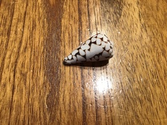 Conus marmoreus