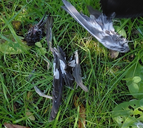 Plume de Chevalier guignette