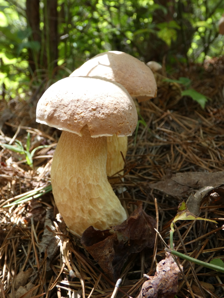 Boletus pseudopinophilus · July 2026 · photo: Photo: (c) Mila C., some rights reserved (CC BY) · iNaturalist