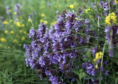 Dracocephalum integrifolium, photograph (c) Dr. Alexey Yakovlev, some rights reserved (CC BY)