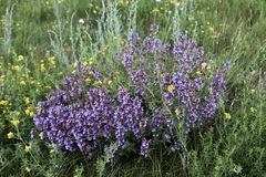 Dracocephalum integrifolium