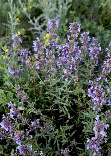 Dracocephalum integrifolium, photograph 1