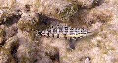 Serranus tigrinus