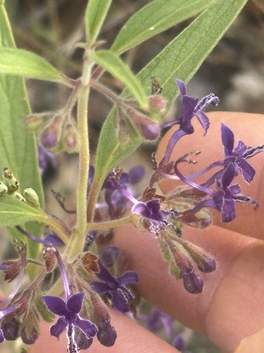 Turpentine Weed seen in Sonoma Valley
