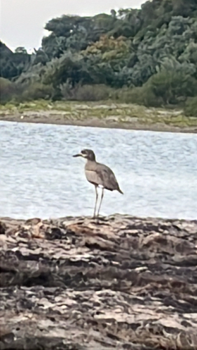 iNaturalist image