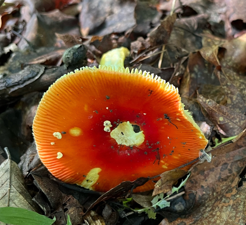 False Caesar's Mushroom · July 2026 · photo: Photo: (c) Helen J, some rights reserved (CC BY) · iNaturalist