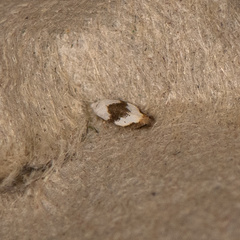 Pseudopostega zelopa