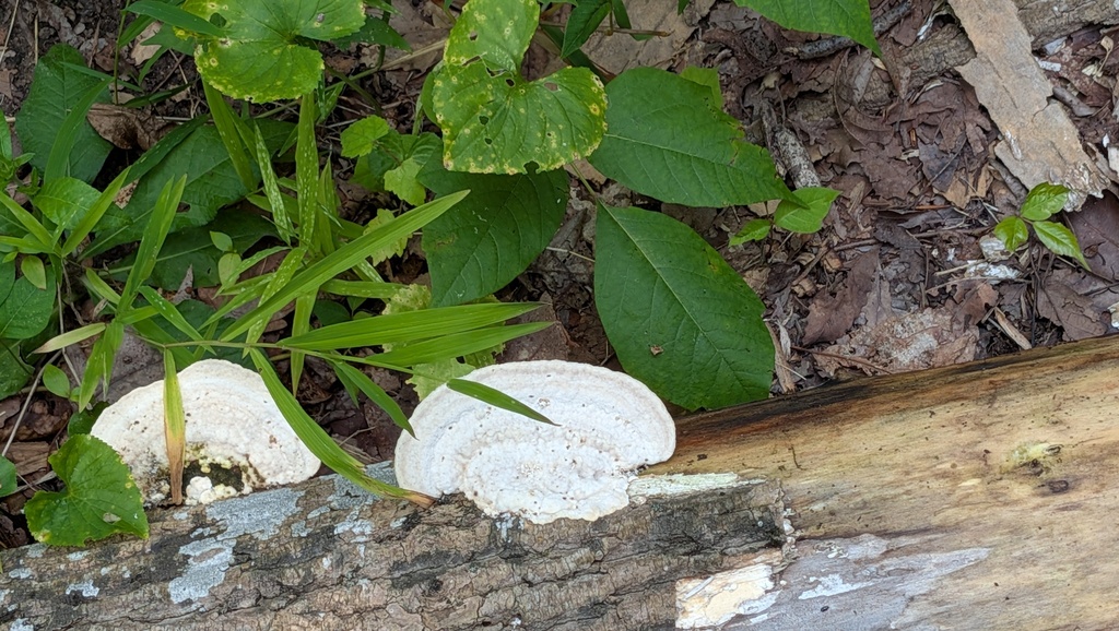 Lumpy Bracket · July 2026 · photo: Photo: (c) Martin Kalfatovic, some rights reserved (CC BY) · iNaturalist