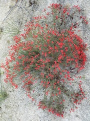 Ipomopsis tenuifolia