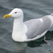 Glaucous-winged Gull - Photo (c) karorem, some rights reserved (CC BY-NC), uploaded by karorem