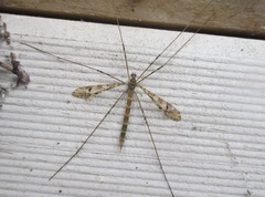 Austrolimnophila argus