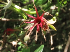 Hauya elegans