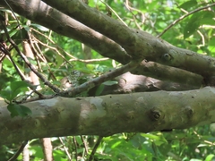 Hauya elegans, photograph (c) Francisco Emilio Roldán Velasco, some rights reserved (CC BY)