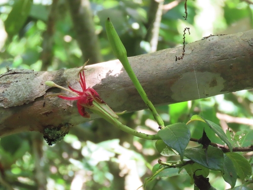 Hauya elegans, photograph 2